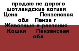 продаю не дорого шотландские котики › Цена ­ 1 000 - Пензенская обл., Пенза г. Животные и растения » Кошки   . Пензенская обл.